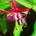 Fuchsia (painting) by stuart46