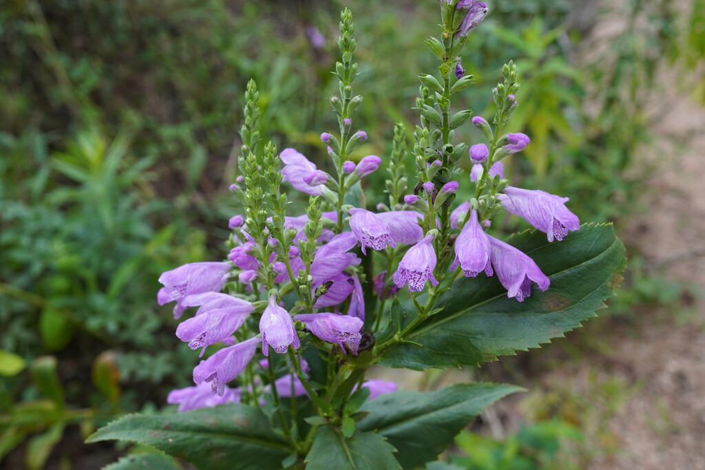 Obedient  plant aka false dragon head by eudora