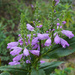 Obedient  plant aka false dragon head