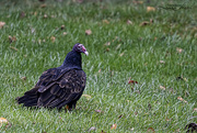 3rd Sep 2024 - Turkey Vulture