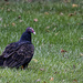 Turkey Vulture by lstasel