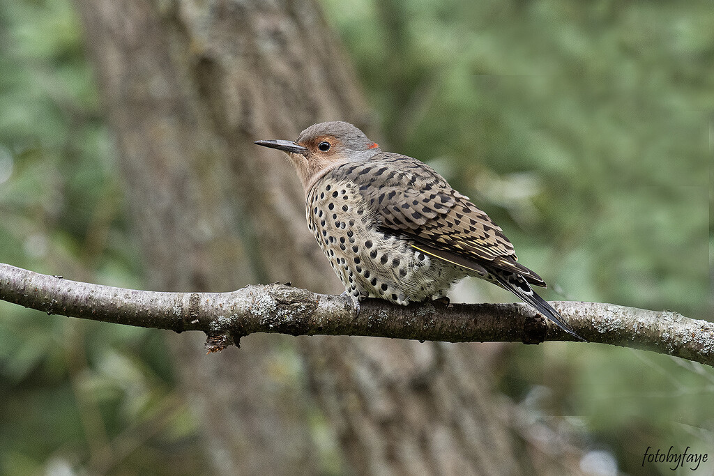 Northern Flicker by fayefaye