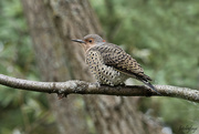 7th Sep 2024 - Northern Flicker