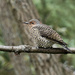 Northern Flicker