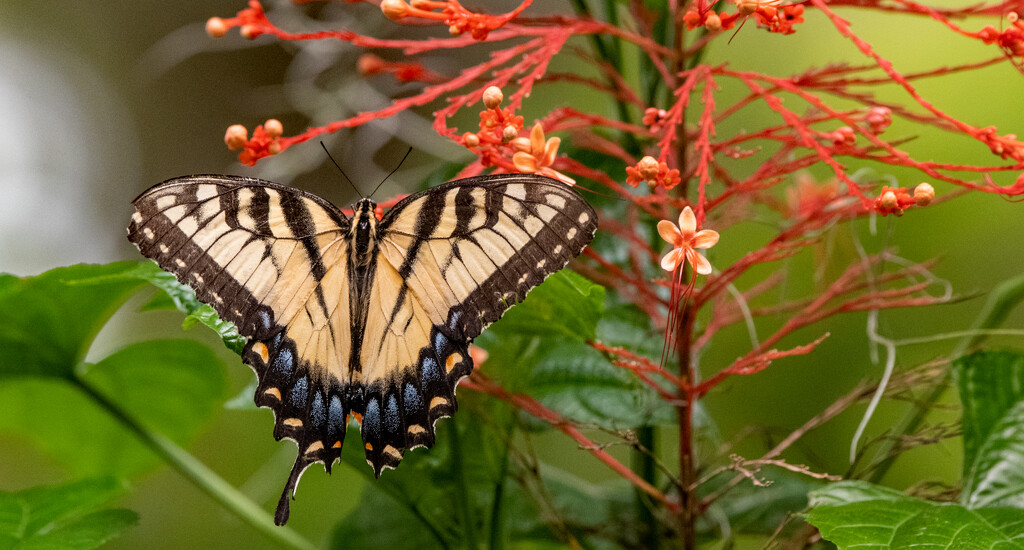 Eastern Tiger Swallowtail Butterfly! by rickster549