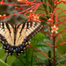 Eastern Tiger Swallowtail Butterfly!