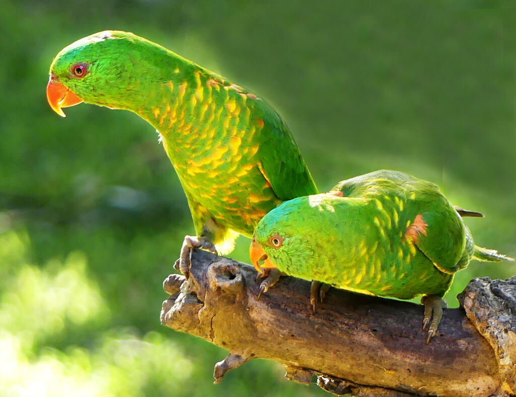 Scaly Breasted Lorikeets  by onewing