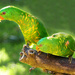 Scaly Breasted Lorikeets 