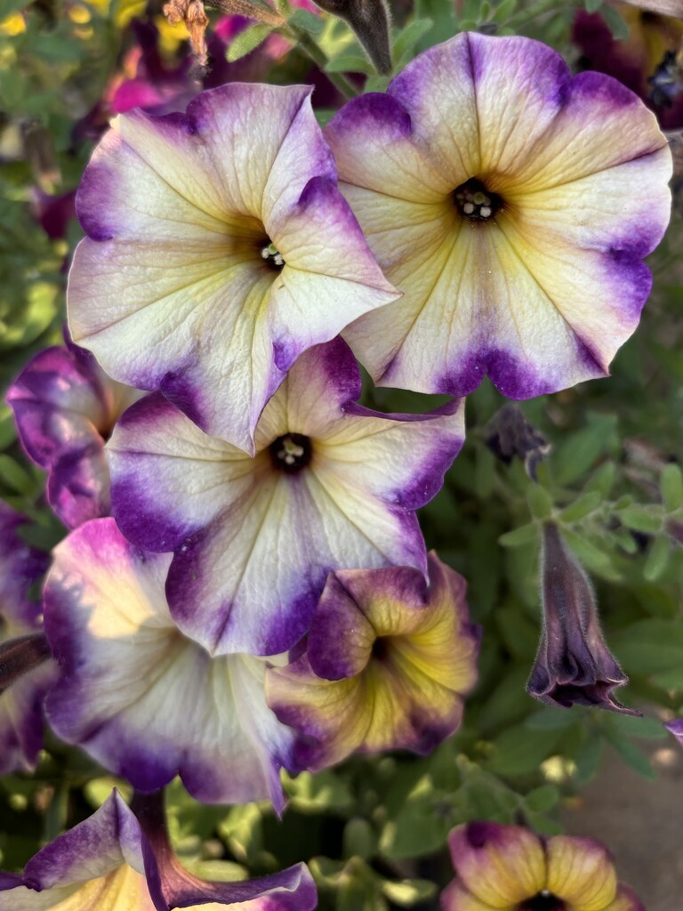 Pretty petunias by pirish