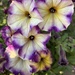 Pretty petunias by pirish