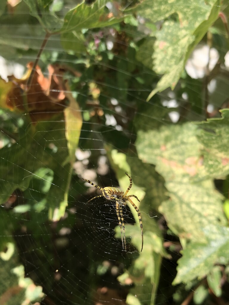 Black and Yellow Garden Spider by dailypix