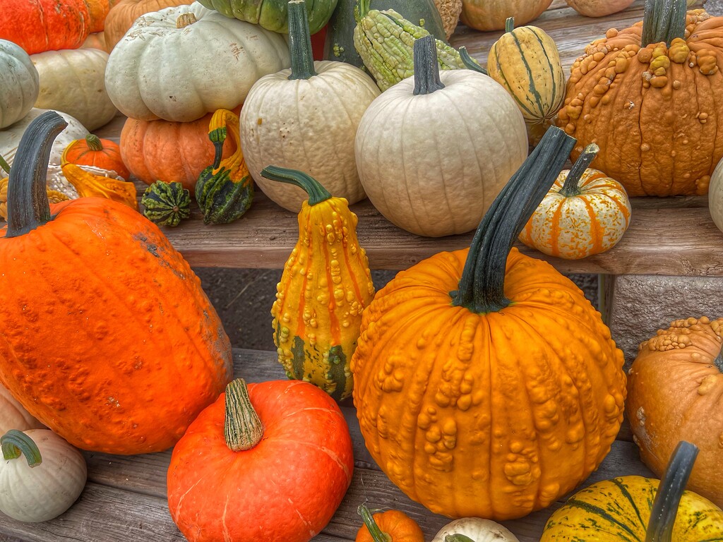 pumpkins2 by amyk