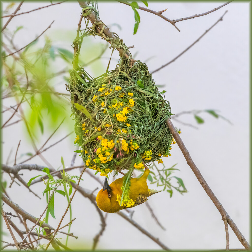 The stylish Weaver by ludwigsdiana