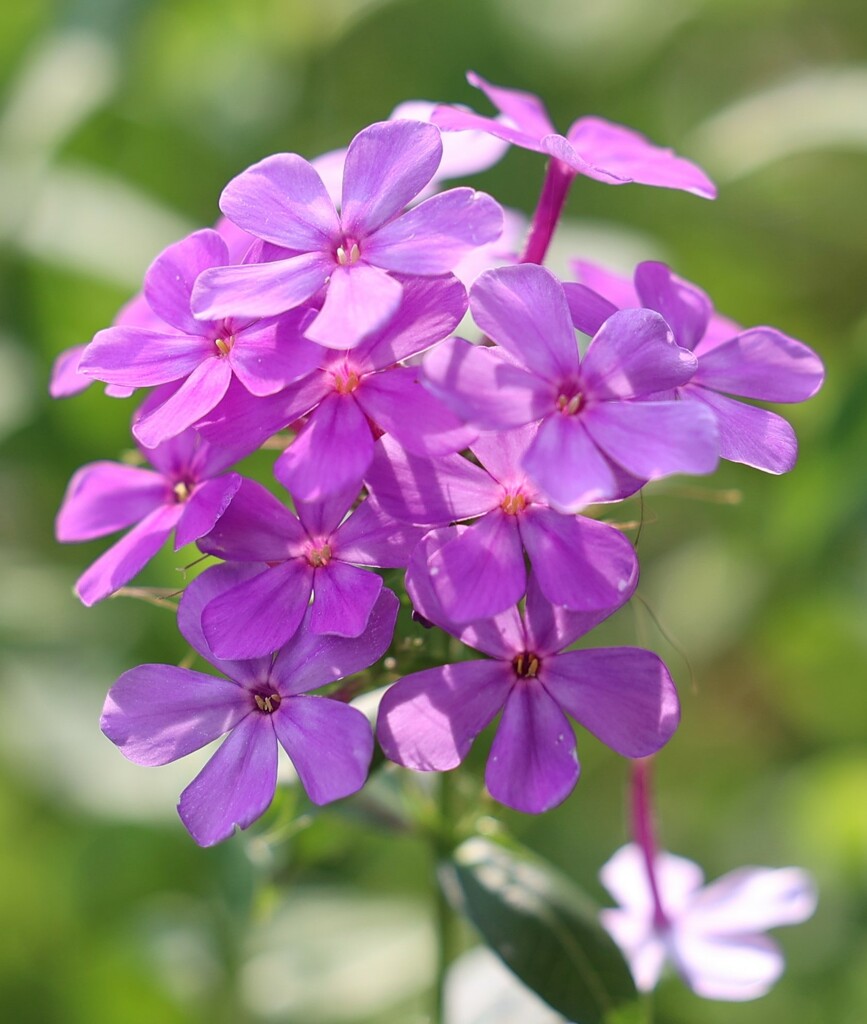 Phlox by lynnz