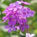 Phlox