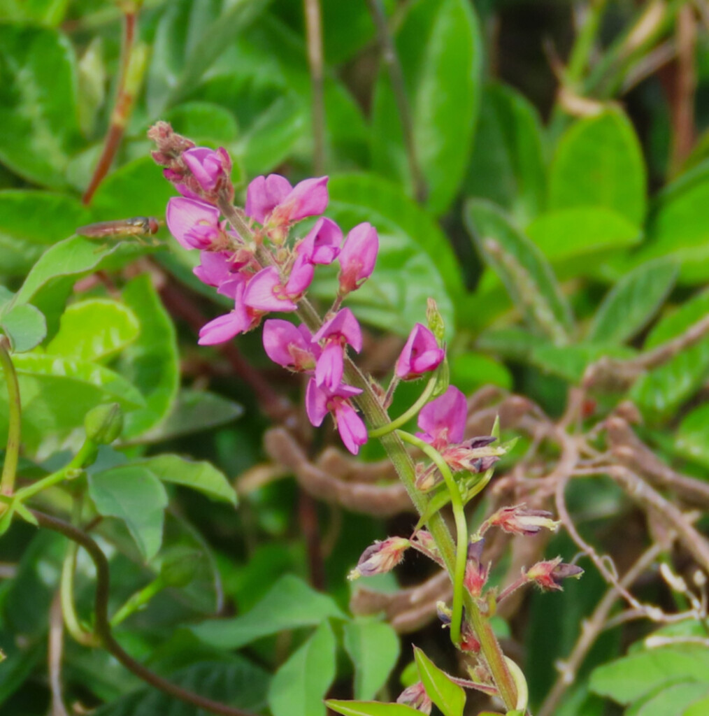 Desmodium - heterocarpon by happysnaps