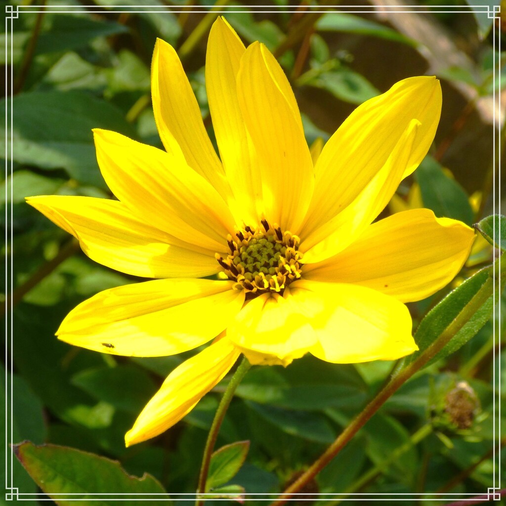 Rudbeckia by beryl