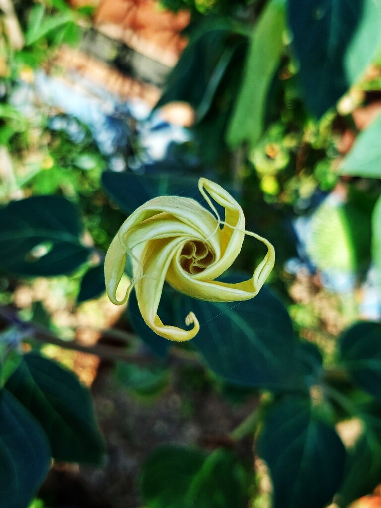 Will be datura bloom by monikozi