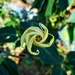 Will be datura bloom