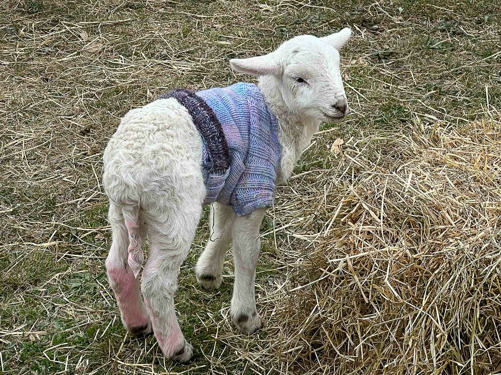 A woolly jumper by pusspup