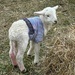 A woolly jumper