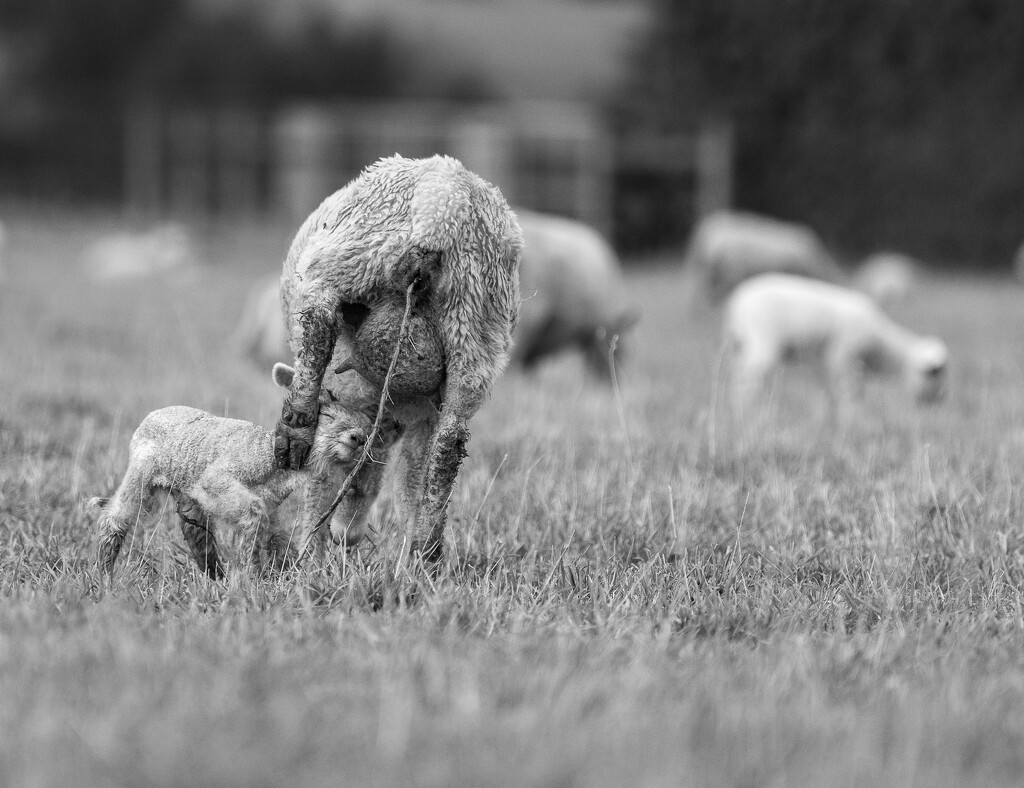 New Born Lamb by yaorenliu