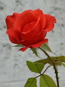 8th Sep 2024 - O my Luve is like a red, red rose - Robert Burns