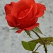 O my Luve is like a red, red rose - Robert Burns