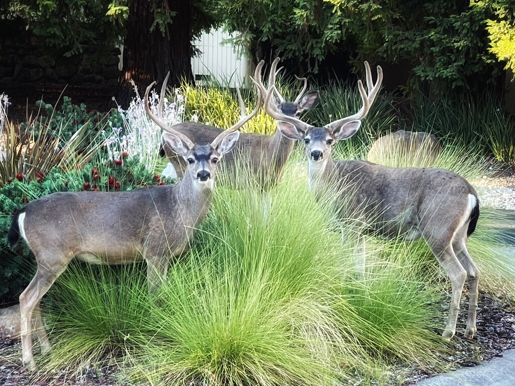 The Wild Deer's Gaze by gardenfolk