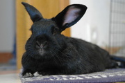 15th Aug 2024 - Portrait with big ears