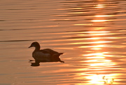 19th Aug 2024 - Sunset 