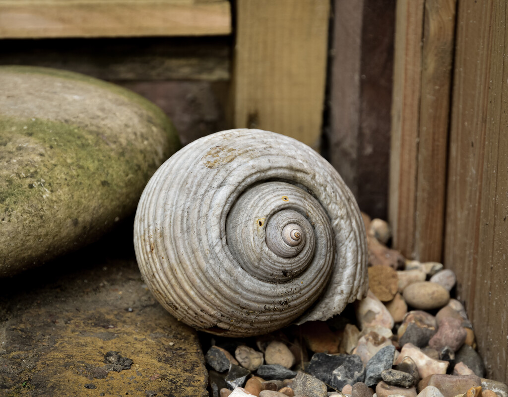 A shell amongst the stones by tiaj1402