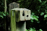 8th Sep 2024 - wooden post