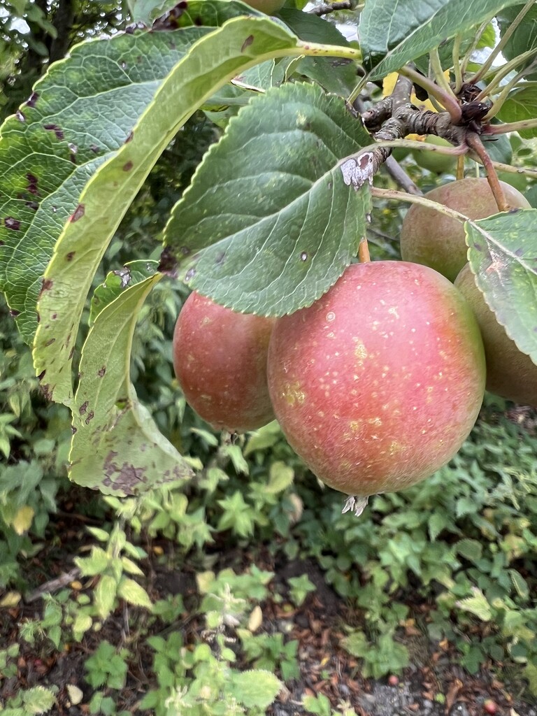 Apples by mattjcuk