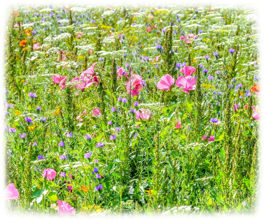 Wildflower Meadow by carolmw