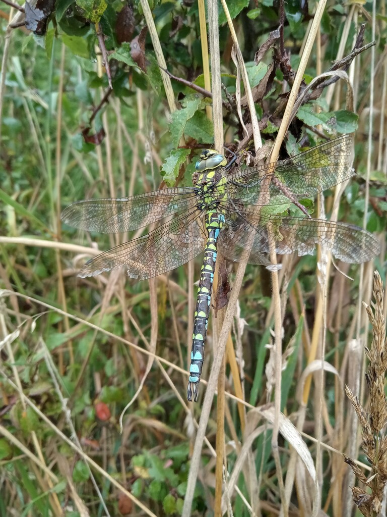 Southern Hawker Dragon Fly  by 365projectorgjoworboys