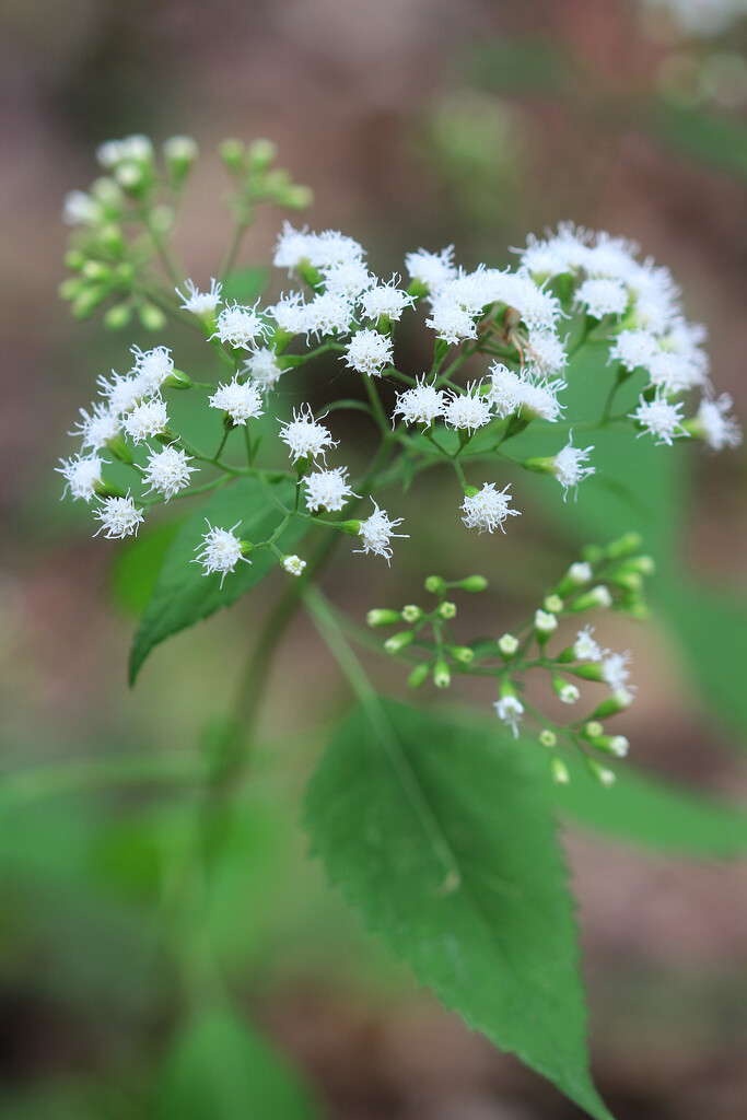 White Snakeroot by juliedduncan