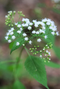 8th Sep 2024 - White Snakeroot