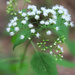 White Snakeroot by juliedduncan