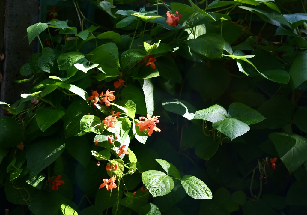 Runner bean flowers  by rosiekind