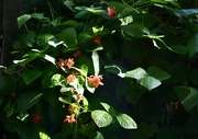 8th Sep 2024 - Runner bean flowers 