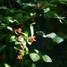 Runner bean flowers  by rosiekind