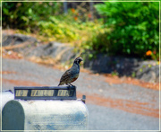 8th Sep 2024 - Waiting for a letter