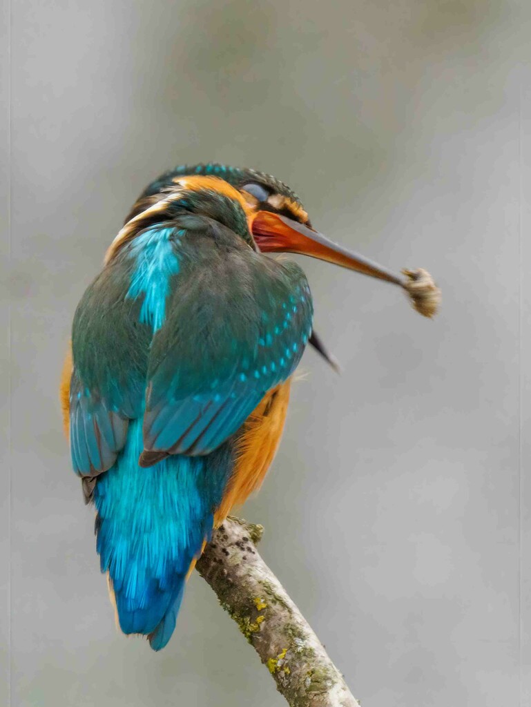  King Fisher removing pellet. by padlock