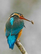 7th Sep 2024 -  King Fisher removing pellet.