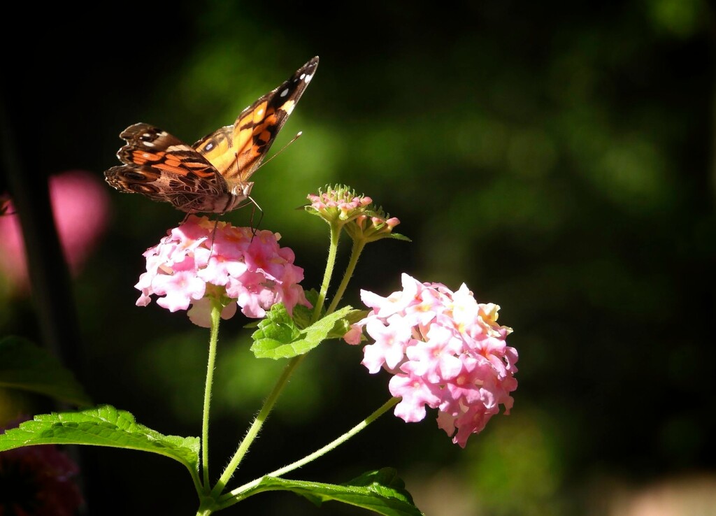 Taking in the nectar... by marlboromaam