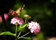 8th Sep 2024 - Taking in the nectar...