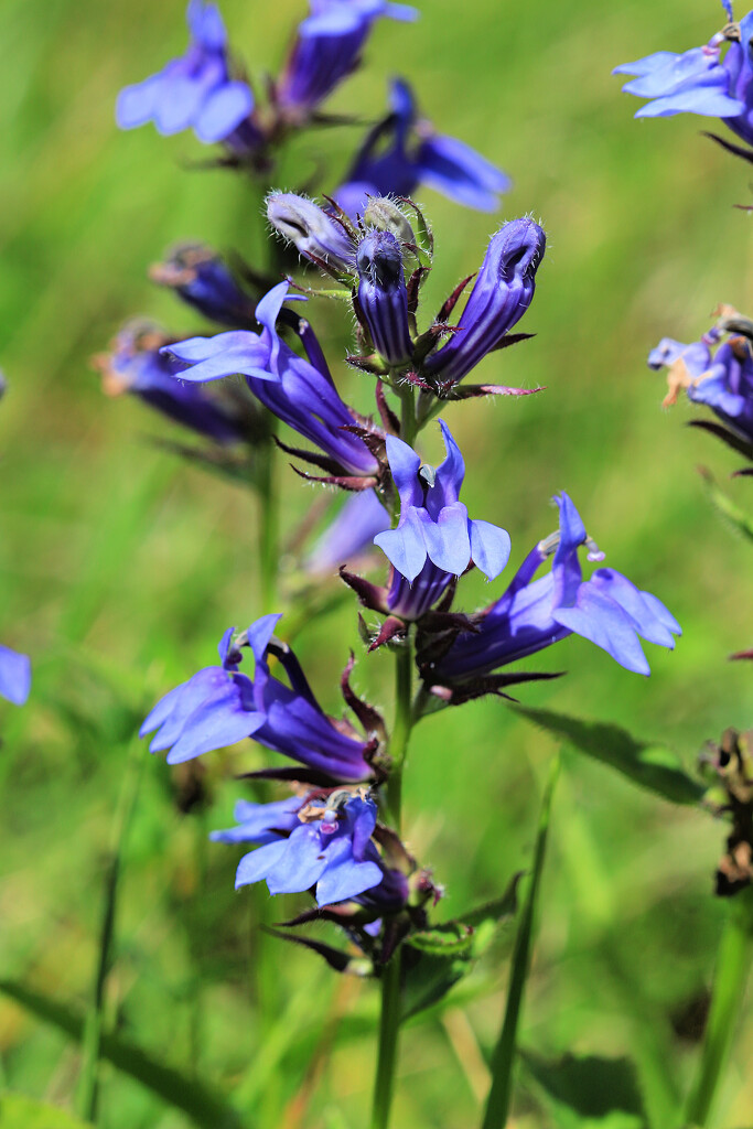 Great Lobelia by juliedduncan