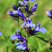 Great Lobelia by juliedduncan