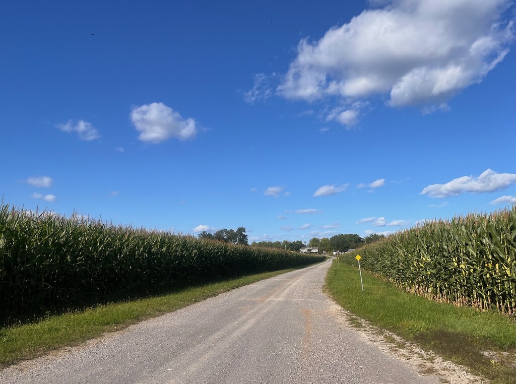 Towering Corn by sunnygreenwood